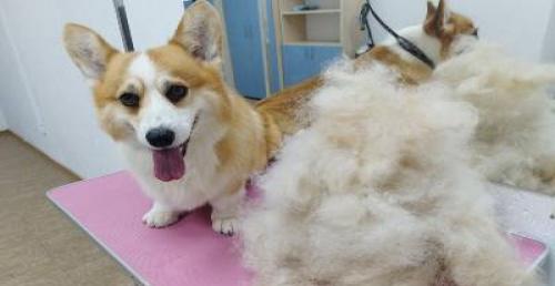 Уходы для собак от 40р, стрижка, экспресс-линька для котов от 70р в "Goofy Groom"